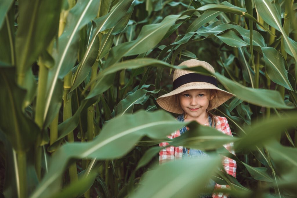 A child plays in a field of corn on a summer day